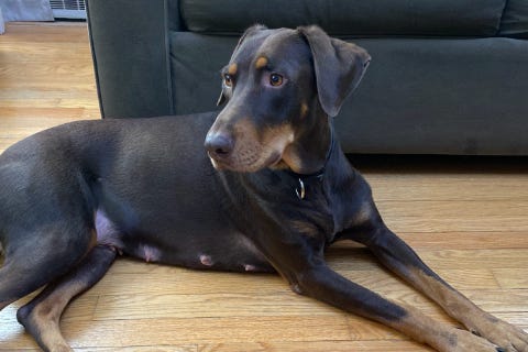 Darcy is a 3-year-old, female Pinscher, Doberman, Retriever, Labrador mix. She weighs 69 pounds.