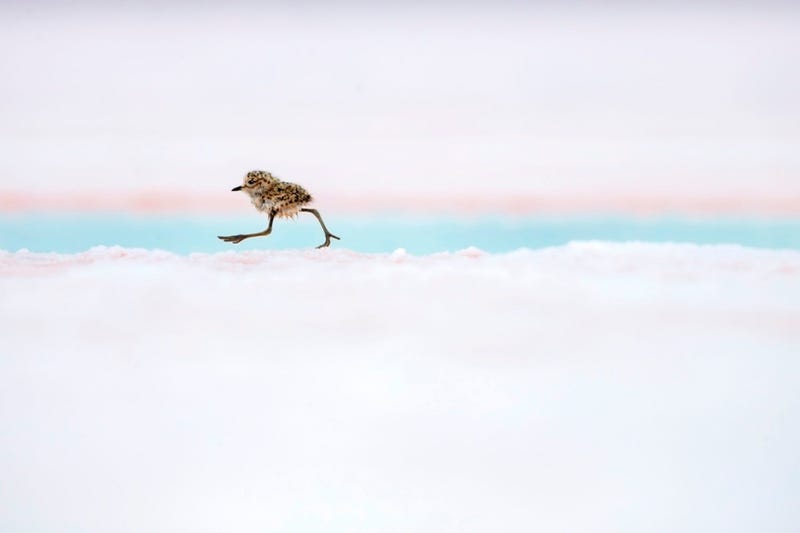 A two-banded plover chick runs after its parents in Valdes Peninsula, Patagonia, Argentina.  These downy little chicks leave their nests almost immediately after hatching, using their stilt-like legs to keep up with their parents and evade predators. 