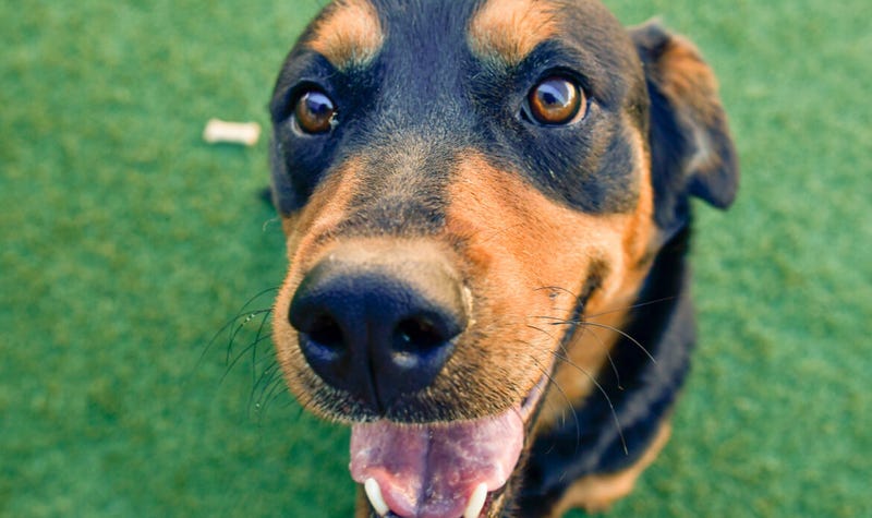 Dallas Animal Services looking for homes for large dogs