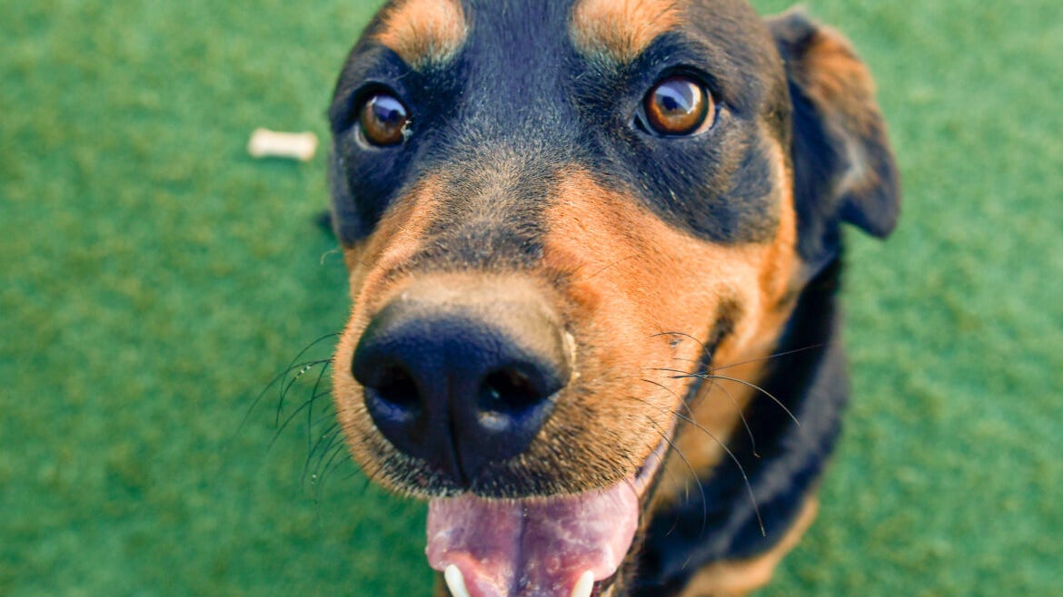 Dallas Animal Services looking for homes for large dogs