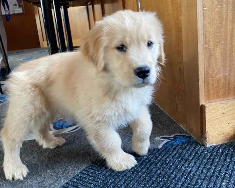 Dash, the new fourth-generation bat dog for the Trenton Thunder