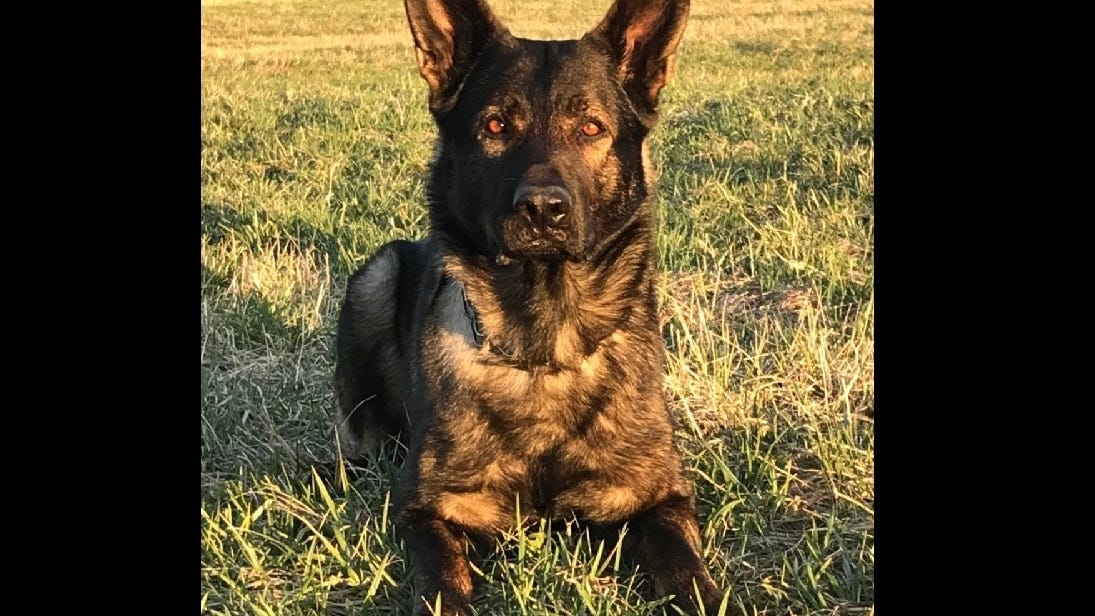Lake County Sheriff's Office K-9, Dax, apprehends nine people in 23 hours