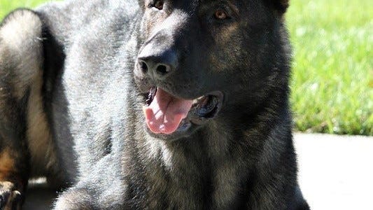 Lake County K9 Dax helps track down suspect of stolen vehicle