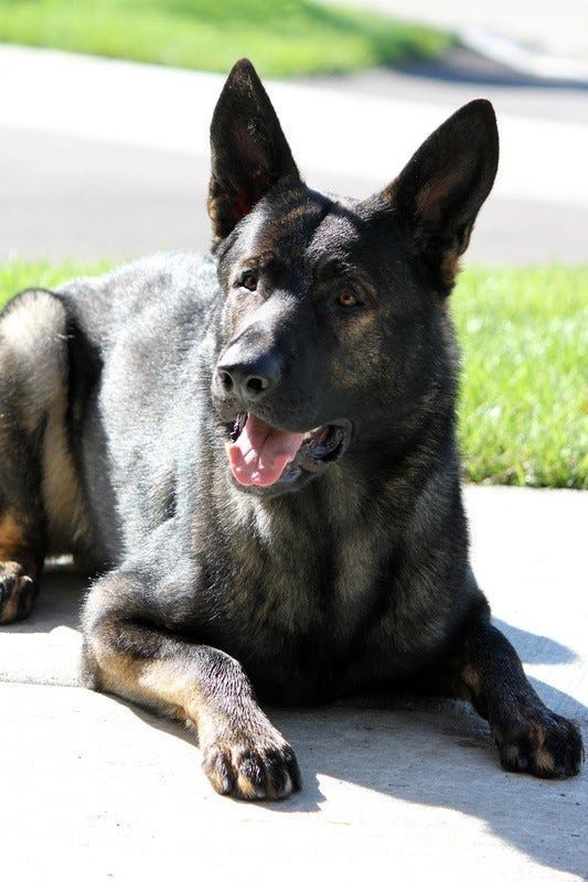 Lake County Sheriff’s Office’s K9 Dax