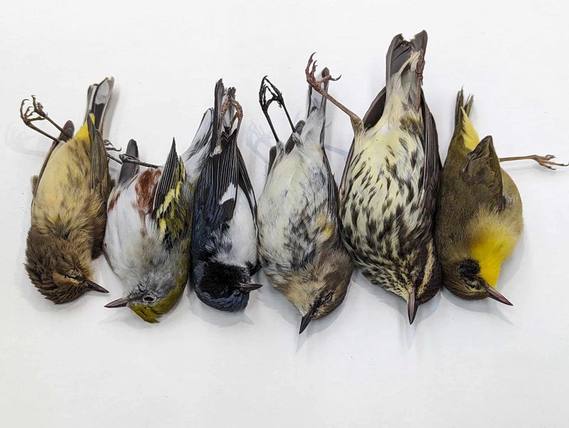 birds