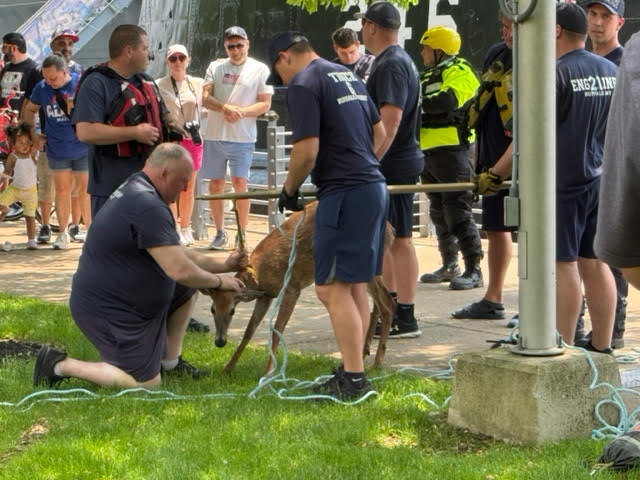 Firefighters rescue trapped deer on Buffalo's waterfront