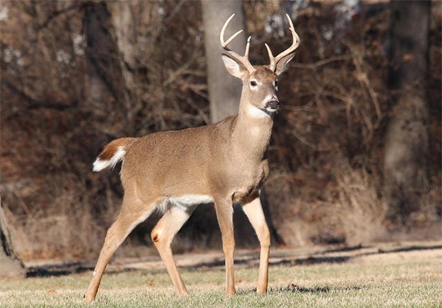 Deer steals hunter's gun, flees into woods