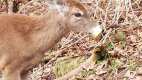 Waterford man hopes to find help for starving deer with can stuck on nose [VIDEO]