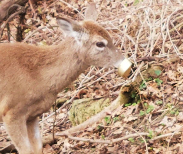 A Metro Detroit man has been working to find help for a deer who he said has not been able to eat for over seven days because of a piece of trash lodged on its nose.