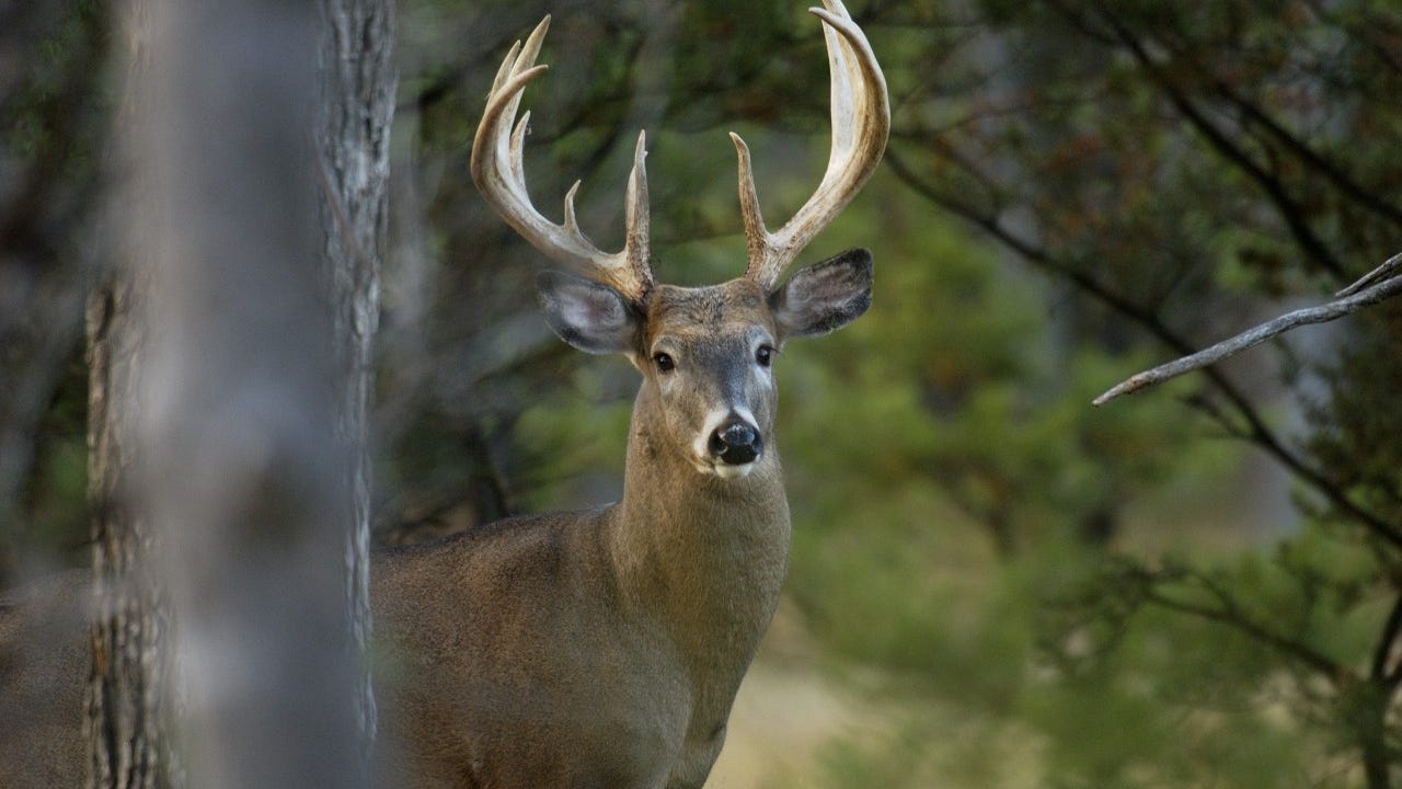 'Several important updates' to note as Michigan deer regulations are approved for 2023-2025 hunting seasons