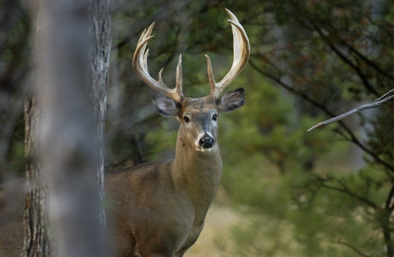 white tailed deer