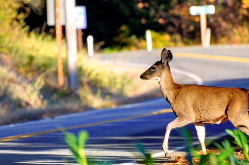 deer