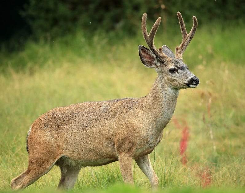 Deer