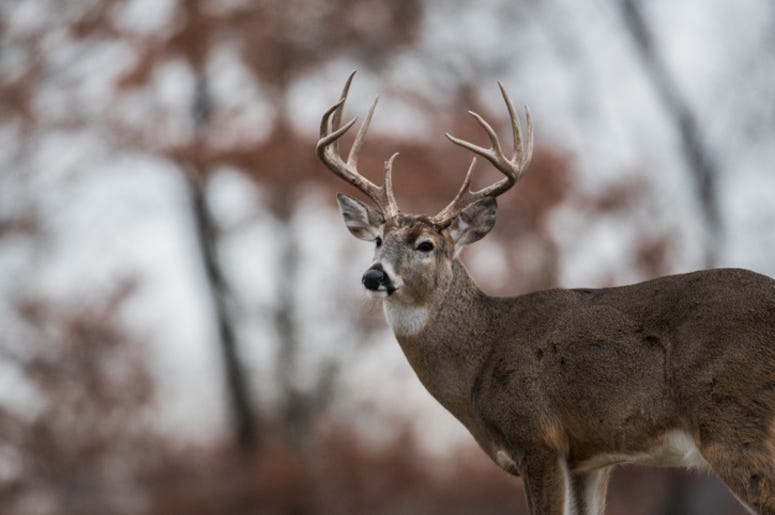 Deer