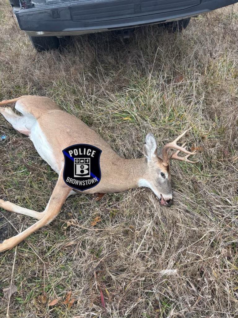 Brownstown deer