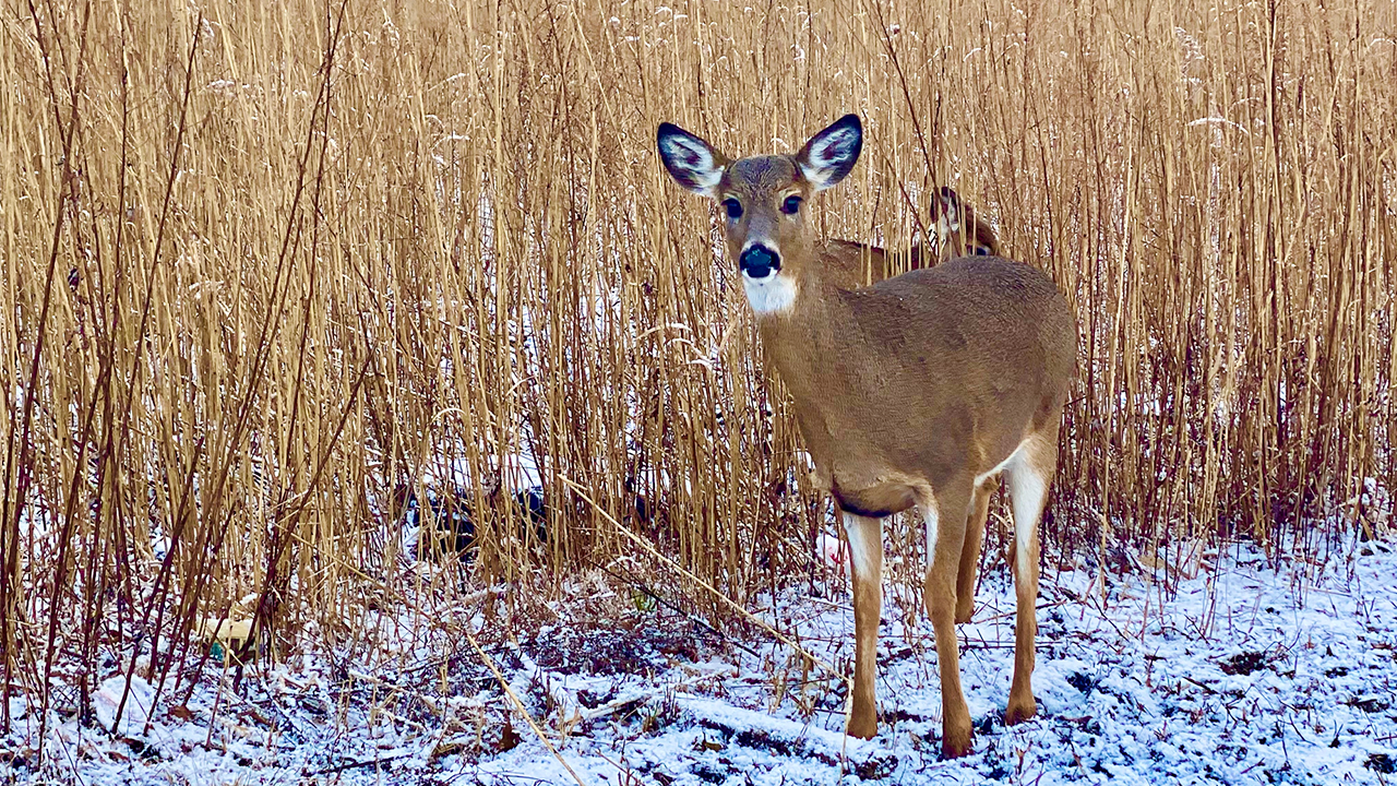 COVID found in deer triggers transmission concerns