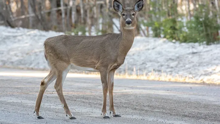 Dealing with deer overpopulation
