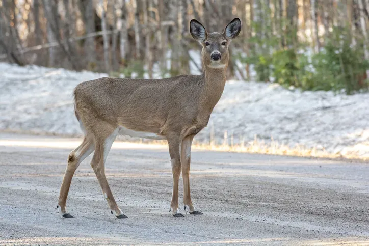 Western New York is dealing with an overpopulation of deer. One idea of shooting deer won't control the population says a wildlife expert. One town is trying an education program.