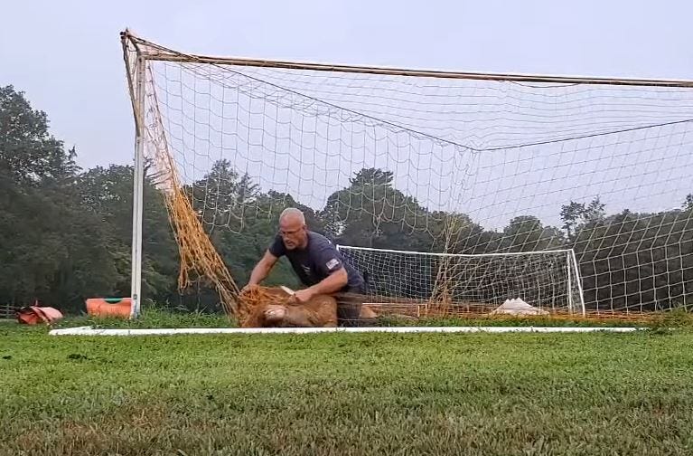 Deer Rescue On Long Island