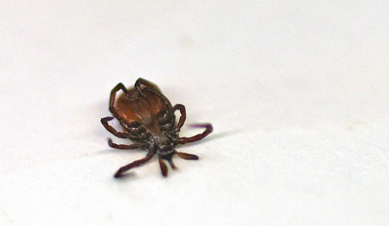 Ticks