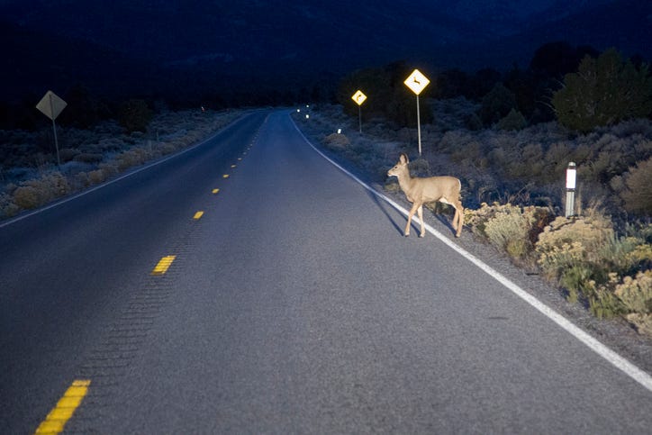 Deer in road