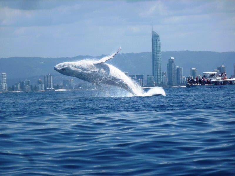 Albino Humpback Whale, Migaloo 