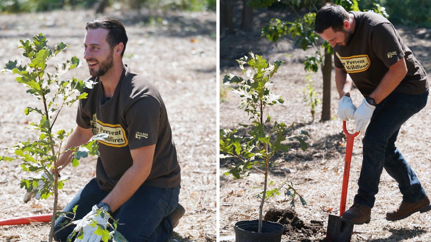 Cardinals Paul DeJong plants hundreds of trees in Forest Park; You can help too