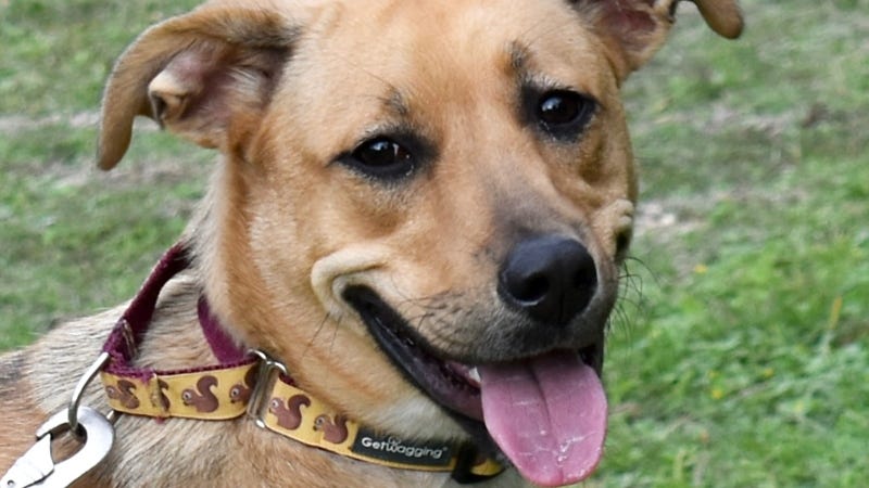 Delta @ Austin Humane Society 12/05/23