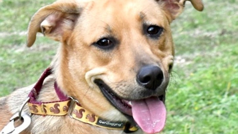 Delta @ Austin Humane Society 1/ 22/25