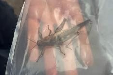 U.S. Customs and Border Protection (CBP) agriculture specialists intercepted an elusive Egyptian locust during container inspections at a local railyard, September 29.