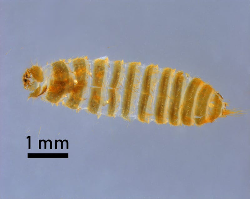 Khapra beetle
