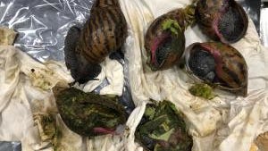 Six of the ‘most damaging snails in the world’ intercepted at airport customs checkpoint