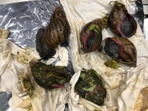 Six Giant African Snails discovered at Detroit Metro Airport. 