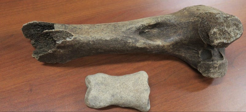 DFW Fossil