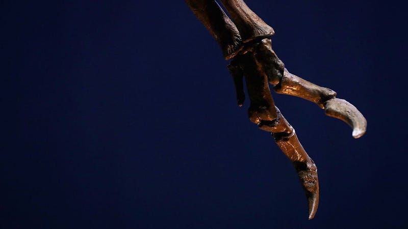 A detailed view of the hands or claws of Trix the female T-Rex exhibition at the Naturalis or Natural History Museum of Leiden on October 17, 2016 in Leiden, Netherlands.