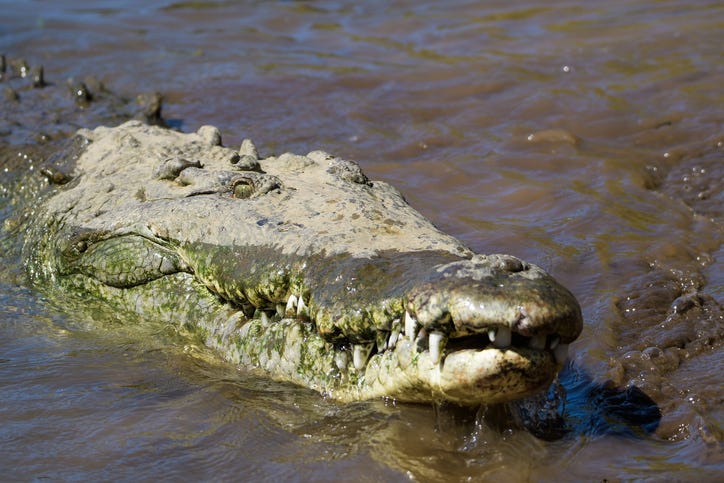 Huge alligator attacks boat