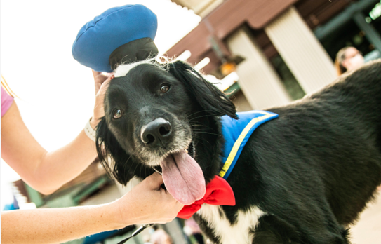 Dog dressed for Halloween