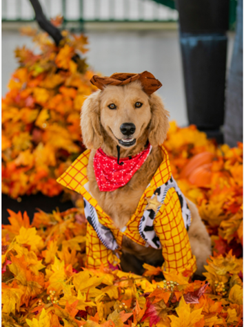 Dog dressed for Halloween