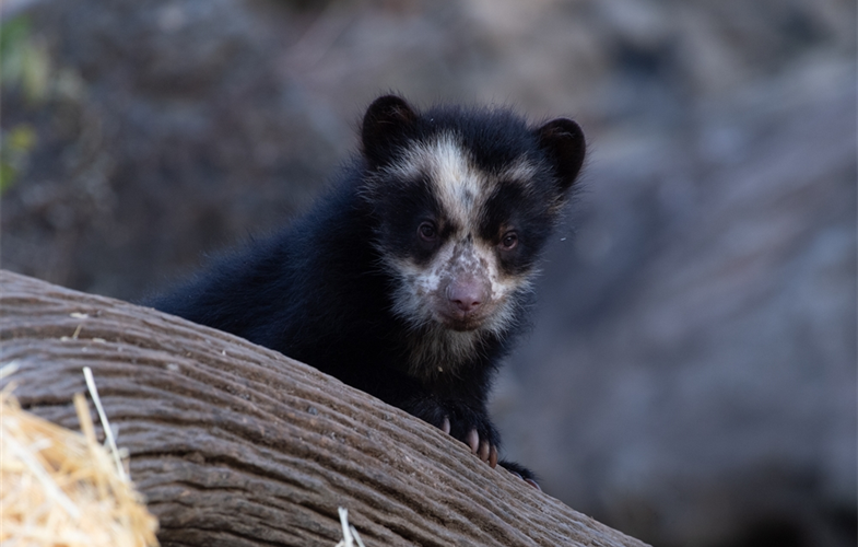 Andean bear cubs