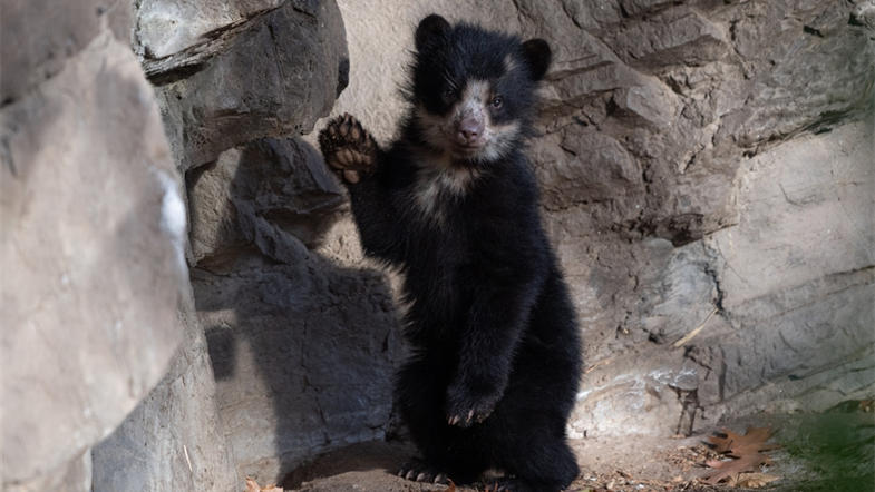 PHOTOS: Awww… rare Andean bear cubs make debut at Queens Zoo