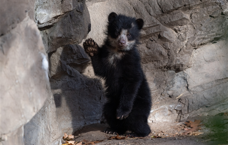  Andean bear cubs 
