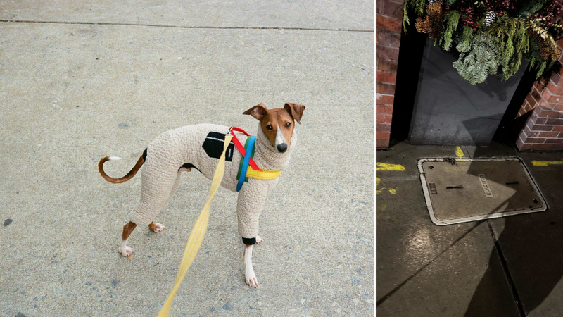 Gabe Dell said his Italian greyhound Vinny (left) was shocked after stepping on an electrical plate cover (right) near North 23rd and Cherry streets on Jan. 9, 2026.