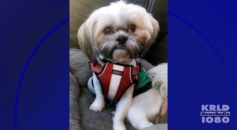 Missing Dog Prince
