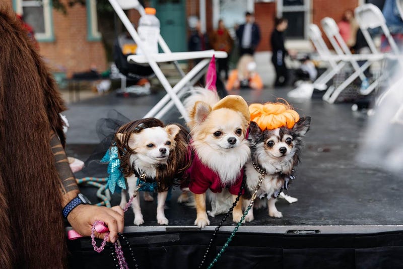 Hound-O-Ween Fall Festival and Pet Parade