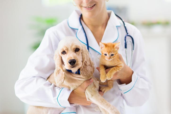 dog & cat