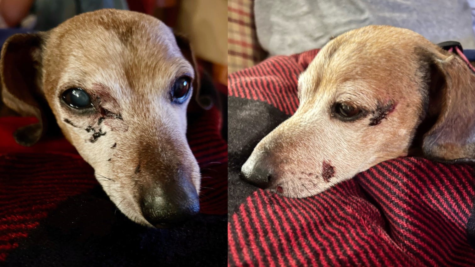 Missouri dog survives being snatched, carried more than a mile away by owl