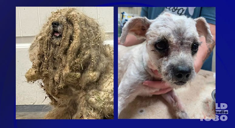 South Plains SPCA