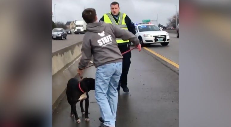 dog, highway, police