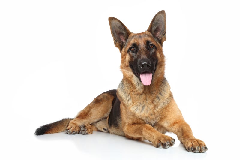dog