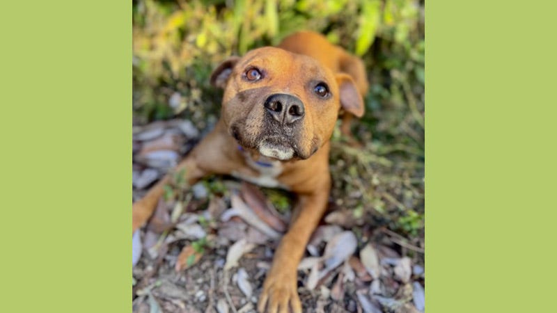 Brown dog laying on leaves